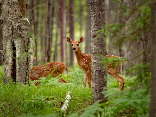 Hunting