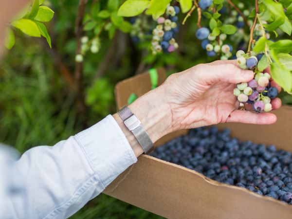 Blueberries