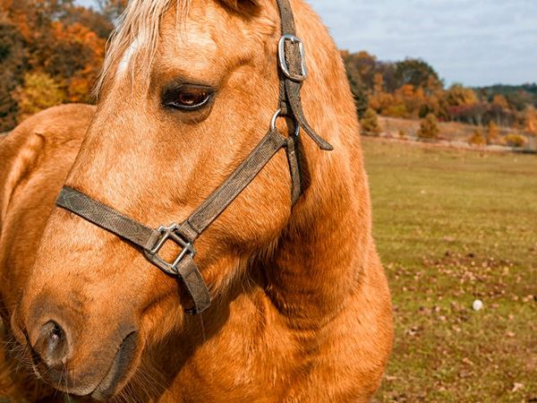 Horseback Riding